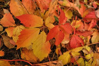 Close-up of dry maple leaves