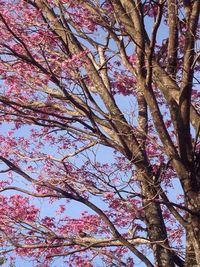 Low angle view of pink flowers