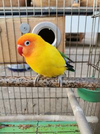 Close-up of parrot perching in cage