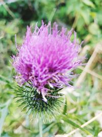 Close-up of purple thistle flower