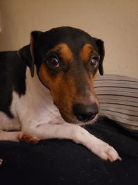 Portrait of dog relaxing on floor