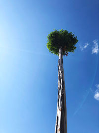 Low angle view of tree against blue sky