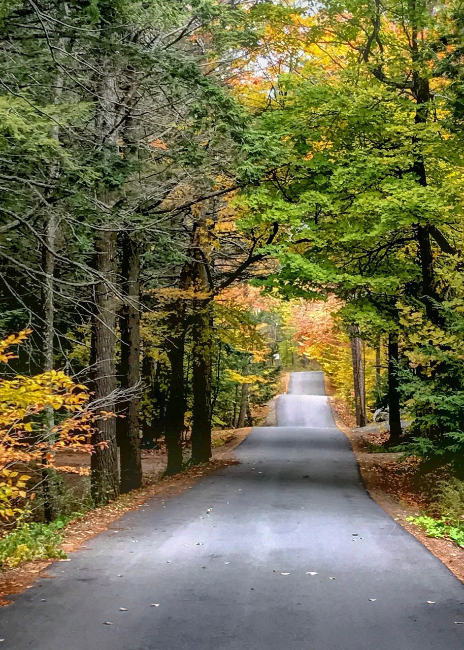 ROAD AMIDST TREES DURING AUTUMN