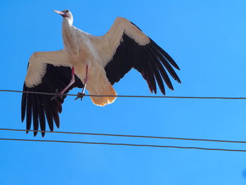 Low angle view of bird flying against clear blue sky