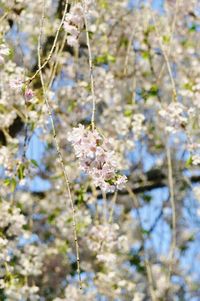 Close-up of flowers