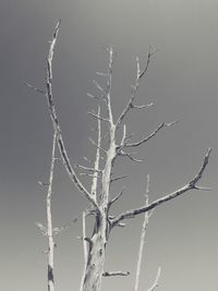 Close-up of bare tree against clear sky