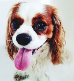 Close-up portrait of a dog