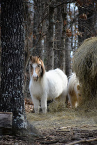 Horse in a field