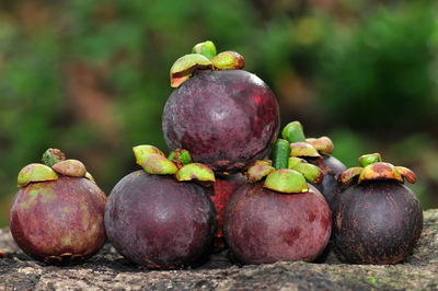 Close-up of apples growing on field