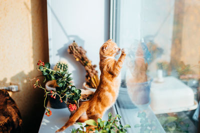 Cat looking through window