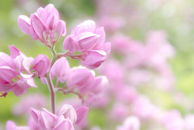 Close-up of pink flowers