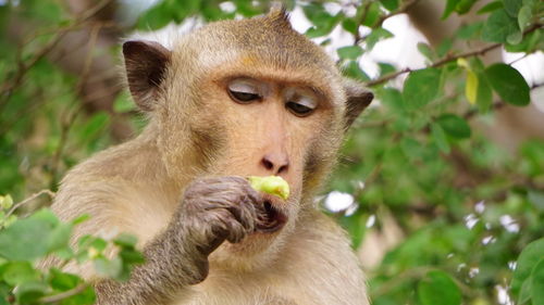 Close-up of monkey eating plant