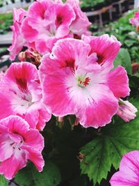 Close-up of pink flowers