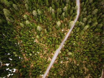 High angle view of road amidst trees in forest