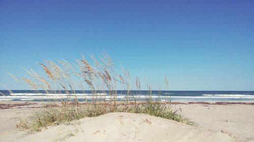 Scenic view of beach against clear blue sky