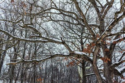 Low angle view of bare trees in forest during winter