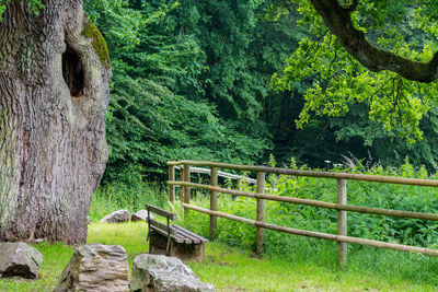 Empty bench by tree