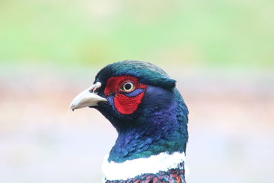 Close-up of a bird