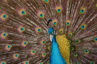 Close-up of peacock