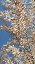 Low angle view of cherry blossom against sky