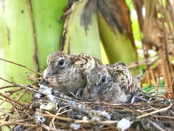 Close-up of a bird in nest