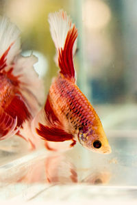 Close-up of fish swimming in sea