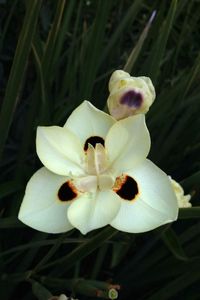 Close-up of white flower