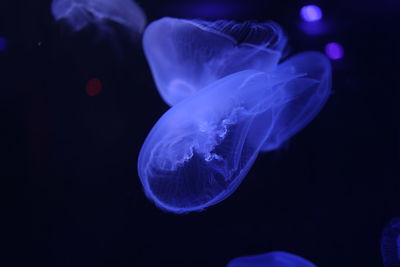 Close-up of jellyfish swimming in sea