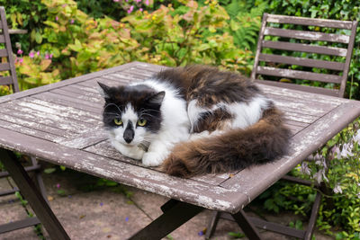 Close-up portrait of cat sitting on wood