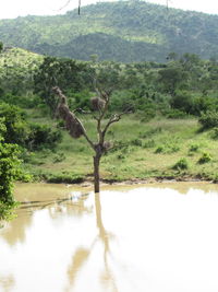 Scenic view of lake in forest