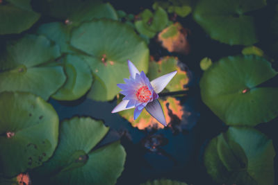 Close-up of lotus water lily