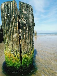 Close-up of tree by sea against sky