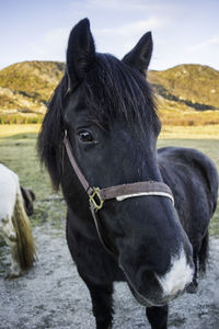 Portrait of horse standing on field against sky