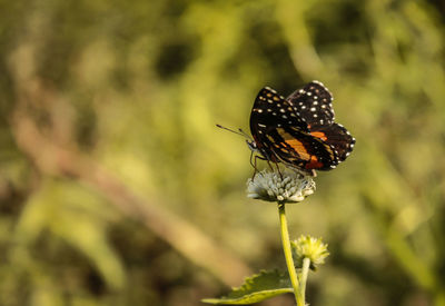 Close-up of butterfly pollinating on flower