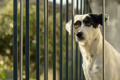 Close-up portrait of a dog