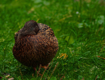 Close-up of duck on field