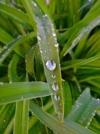 Close-up of water drops on leaf