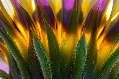 Close-up of plants