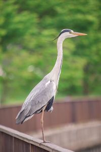 High angle view of gray heron perching on railing