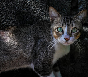 Close-up portrait of a cat