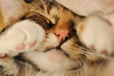 Extreme close-up of sleeping cat