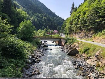 Scenic view of river stream amidst trees