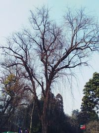 Bare tree against sky