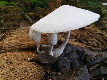 Close-up of mushroom on tree trunk