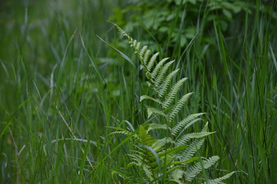 Close-up of fern growing on field