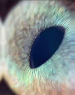 Macro shot of blue eye