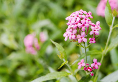 Close-up of pink flowering plant