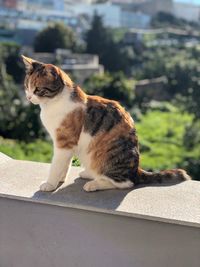 Cat sitting on retaining wall