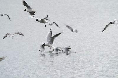 Seagulls flying in a water