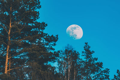 Low angle view of trees against blue sky, moon